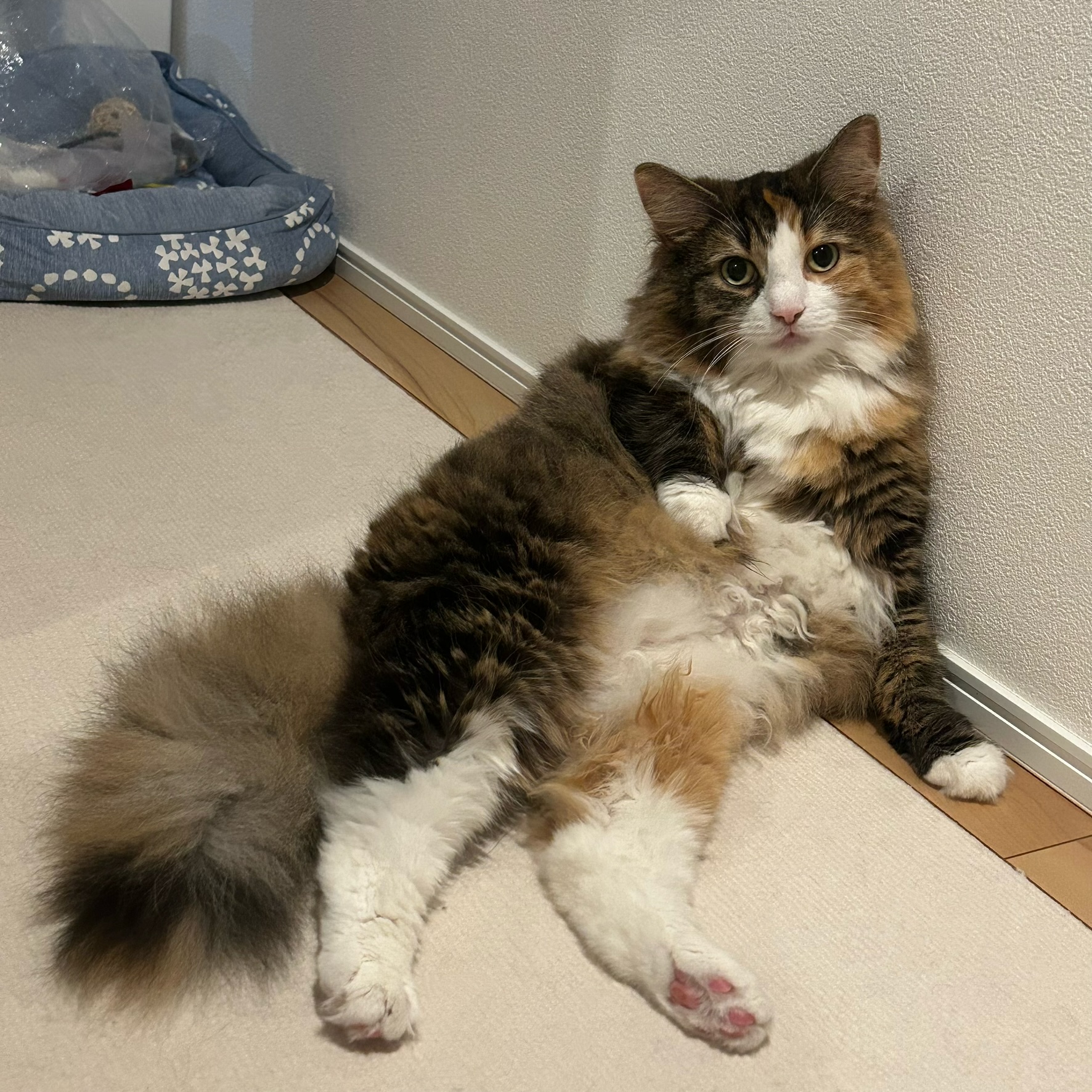 さおりあらいずのアバター